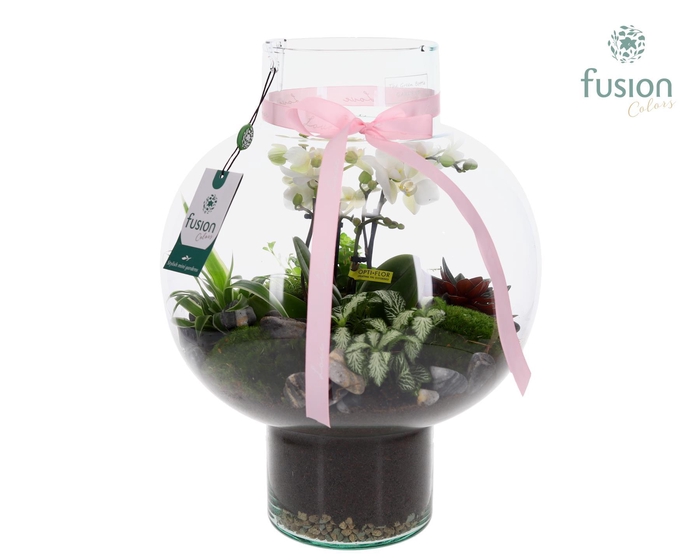 <h4>Green Bottle Laura Large met 4 tak Phalaenopsis arrangement 24 uurs levertijd</h4>