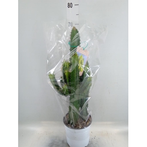Euphorbia acrurensis