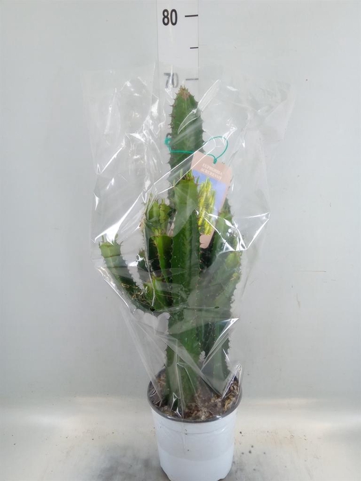 <h4>Euphorbia acrurensis</h4>