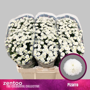 Chrysanten Chr S Pizarro