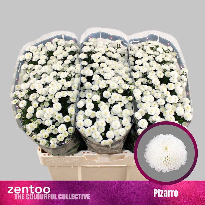 <h4>Chrysanten Chr S Pizarro</h4>