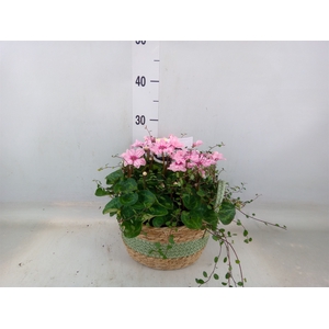 Arr.  Cyclamen L%