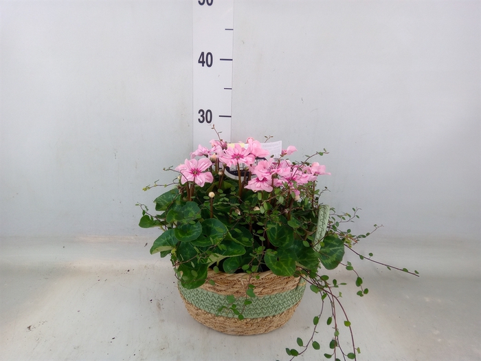 <h4>Arr.  Cyclamen L%</h4>