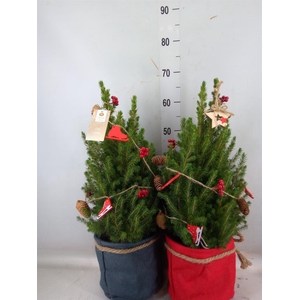 Picea glauca 'December'