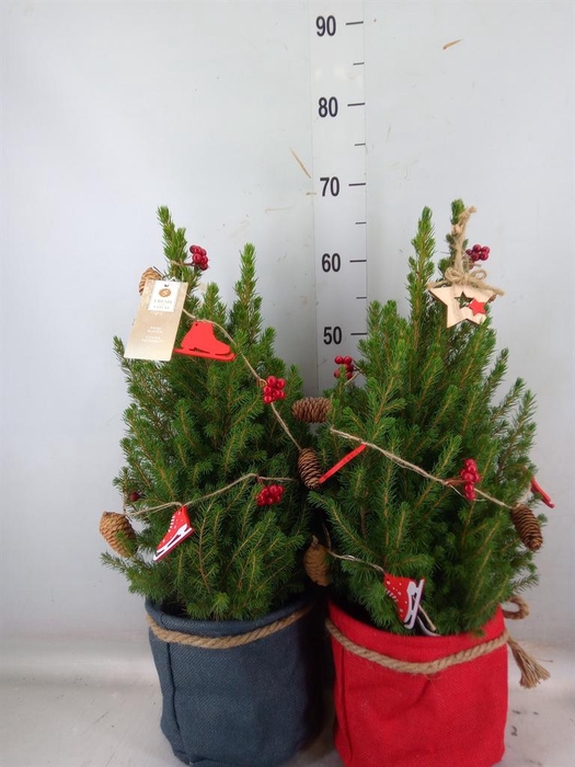 <h4>Picea glauca 'December'</h4>