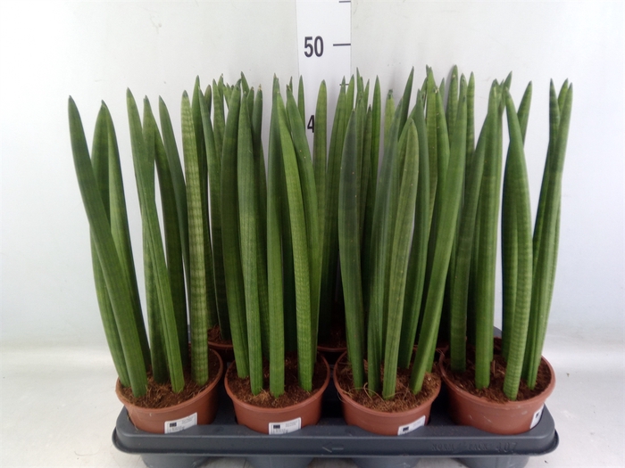 <h4>Sansevieria cyl.  ...</h4>