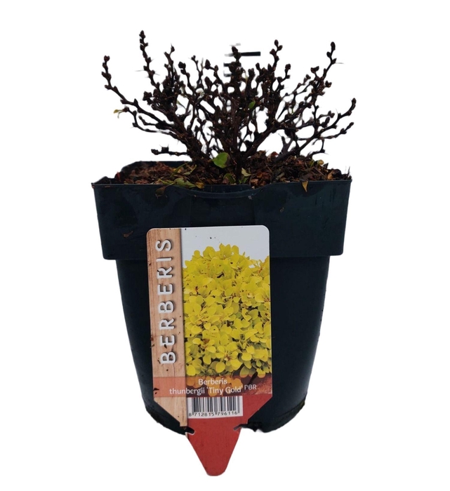 <h4>Berberis thunbergii 'Tiny Gold®' P17</h4>