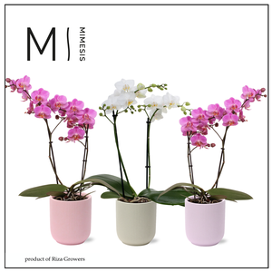 Phalaenopsis Multi Charming Mix 2 spike - 12cm in Atlanta | Mimesis