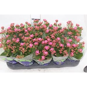 KALANCHOE DOBRADO P11 ROSA
