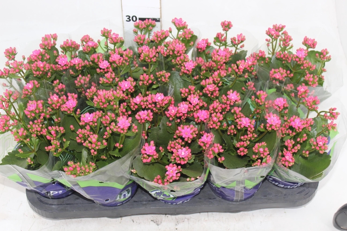 <h4>KALANCHOE DOBRADO P11 ROSA</h4>