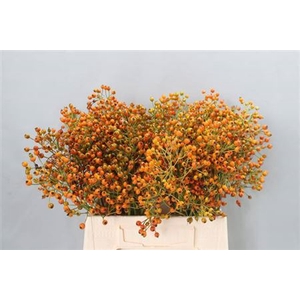 Rosa Prinsberry Orange 45 Cm