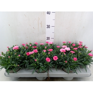 Dianthus  'I Love U'