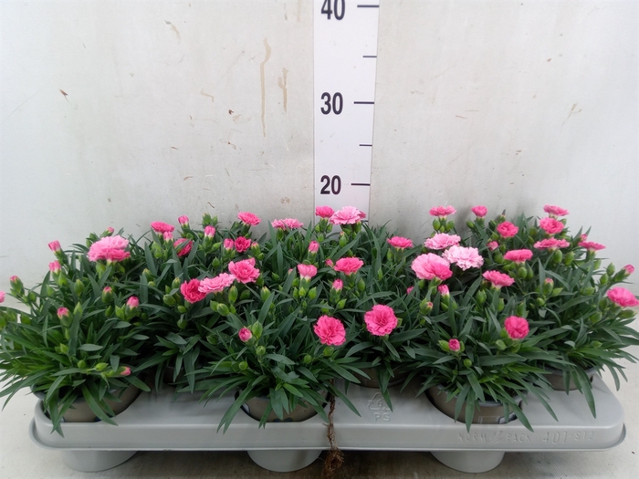 <h4>Dianthus  'I Love U'</h4>