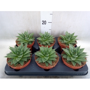 xGasteraloe  'Noa'