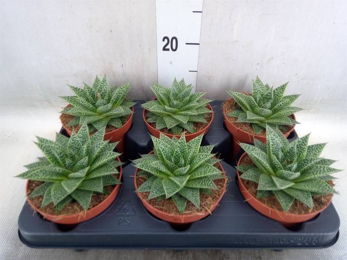 <h4>xGasteraloe  'Noa'</h4>