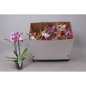PHAL MF GEM 8 KL