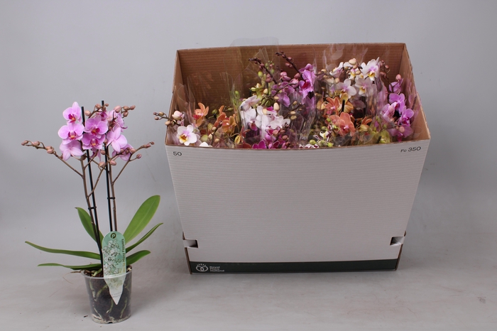 <h4>PHAL MF GEM 8 KL</h4>