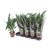 Spath Diamond Variegated