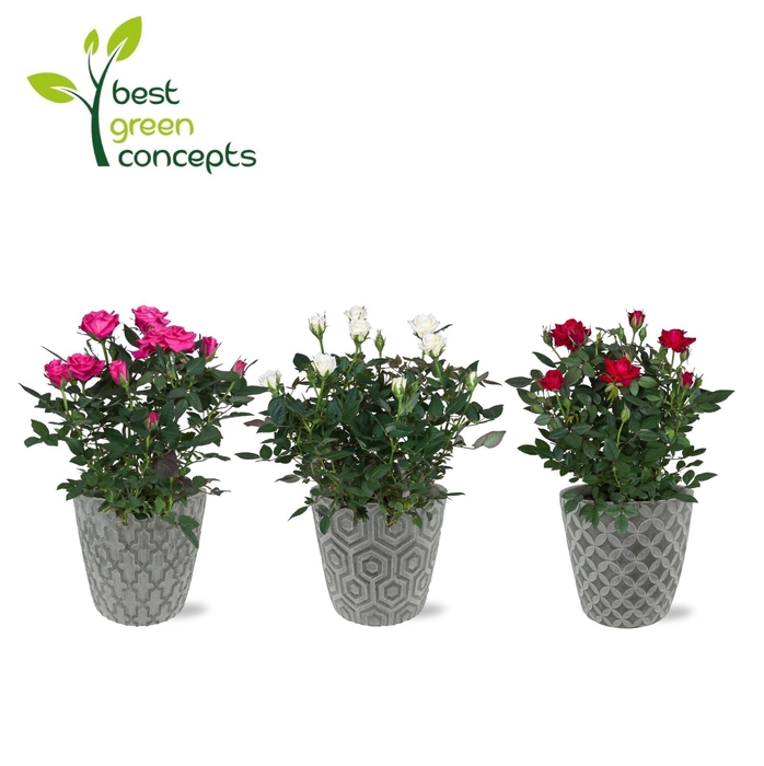 <h4>ARR ROSA POT</h4>