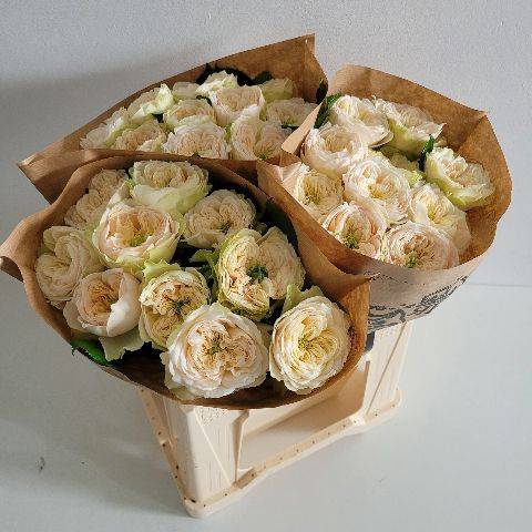 <h4>Rosa Garden Whitby Abbey</h4>