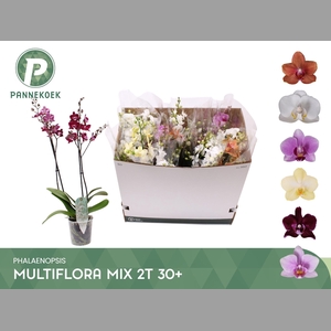 PHAL MF GEM 6 KL