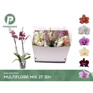 PHAL MF GEM 6 KL
