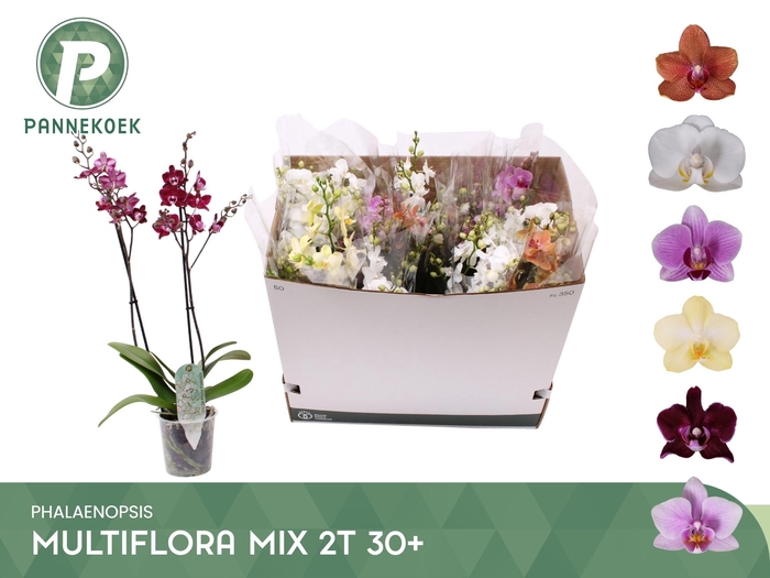 <h4>PHAL MF GEM 6 KL</h4>