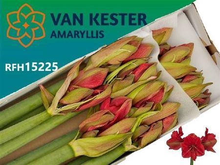 <h4>Hipp Ga Hercules X10</h4>