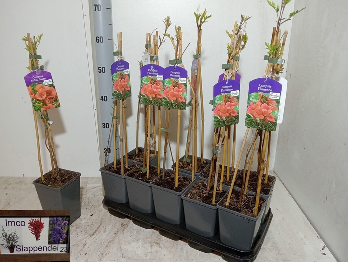 Camps Mdm Galen Peach