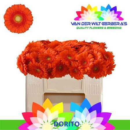 <h4>Ge Mi Dorito</h4>