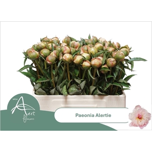 PAEO L ALERTIE
