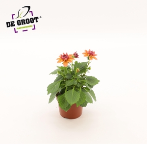 Dahlia (Zalm)