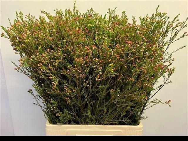 <h4>CHAME BLONDIE</h4>