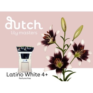 LI AS LAT WHITE 4+