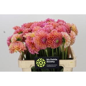 Dahlia Linda's Baby