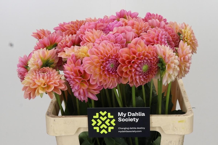 <h4>Dahlia Linda's Baby</h4>