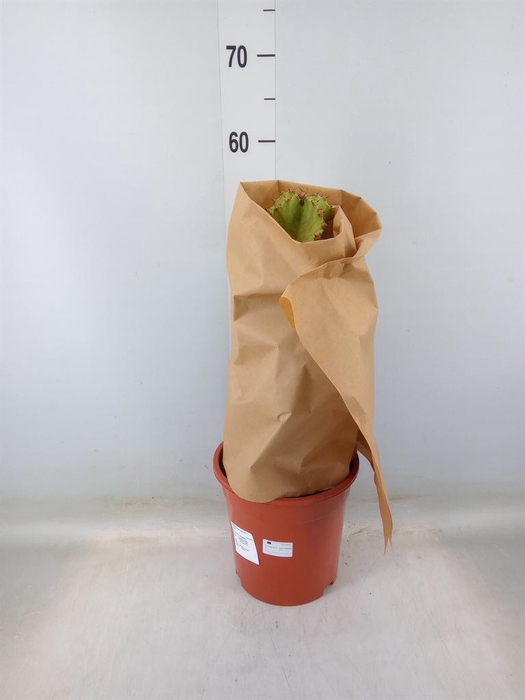 <h4>Euphorbia ingens</h4>