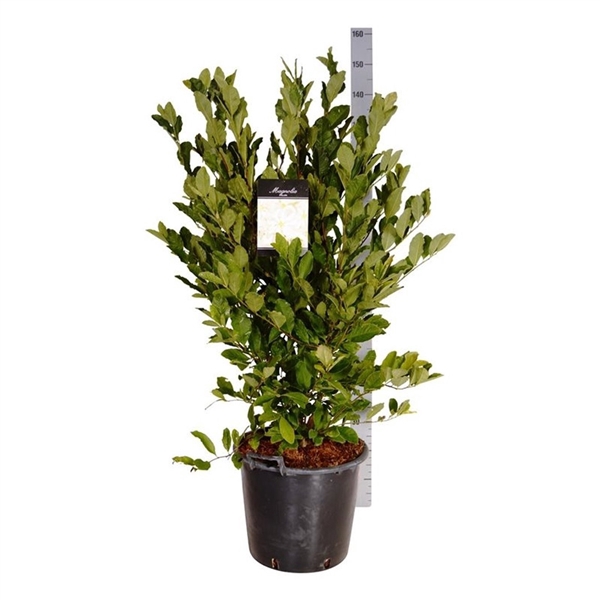 <h4>Magnolia stellata</h4>