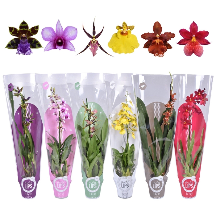 <h4>ORCHIDEEEN OVERIG</h4>
