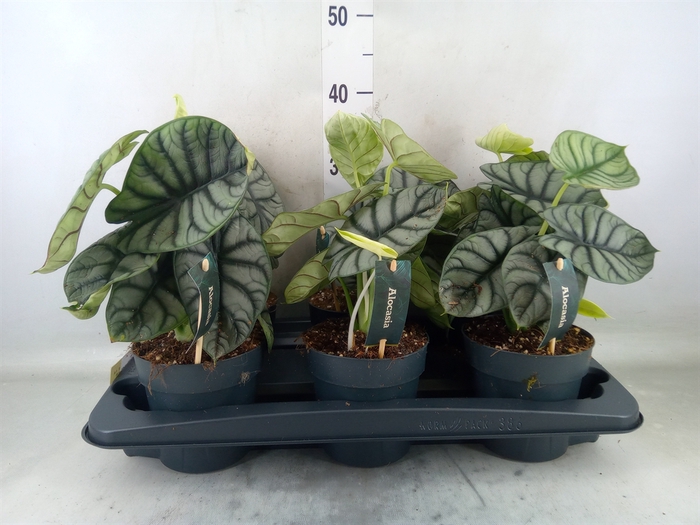 <h4>Alocasia   ...</h4>