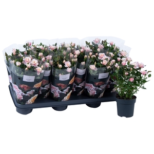 Rosa Piia