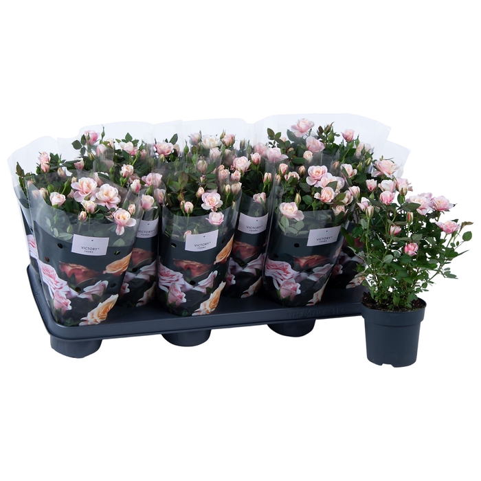 <h4>Rosa Piia</h4>