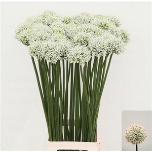 Allium Mount Everest