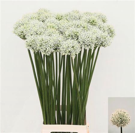<h4>Allium Mount Everest</h4>