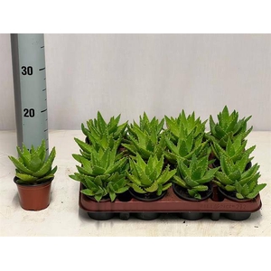 ALOE PERFOLIATA