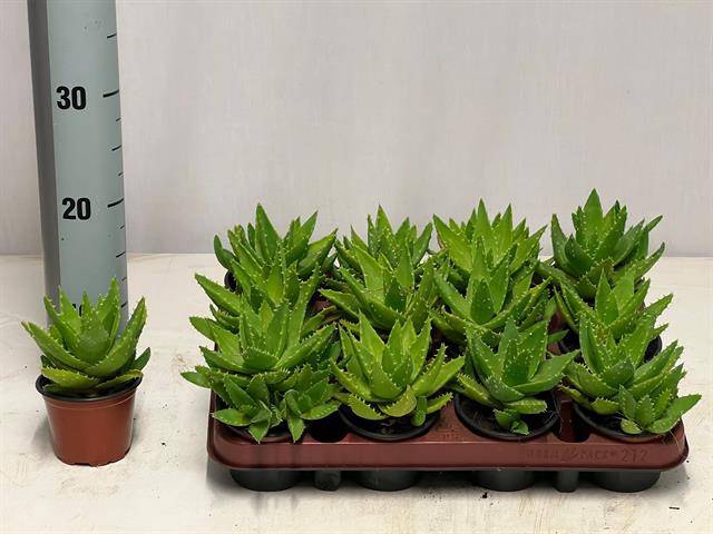 <h4>ALOE PERFOLIATA</h4>