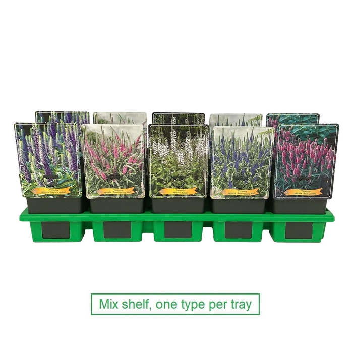 <h4>Veronica spicata</h4>