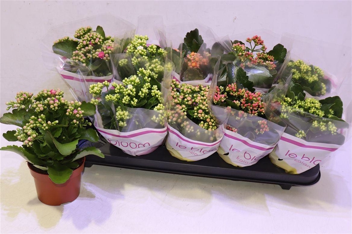 <h4>Kal Ge Gem 5 Kl</h4>