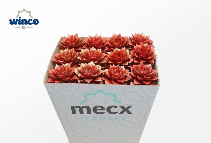 <h4>Echeveria Purpurea Sparkling Paint Red (mecx) Mecx-emmer 8cm</h4>