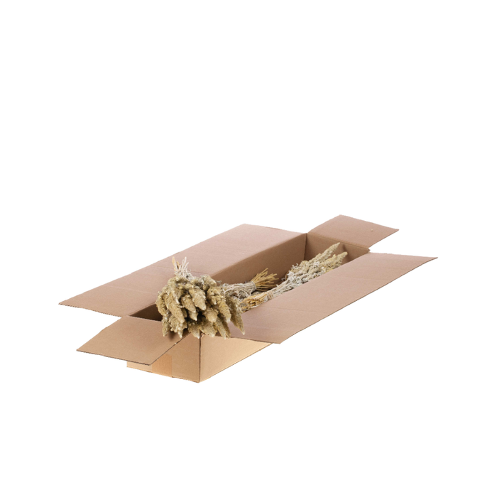 <h4>Amaranthus Sb White Misty</h4>